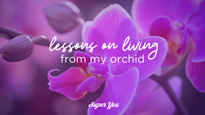 Lessons from my Orchid